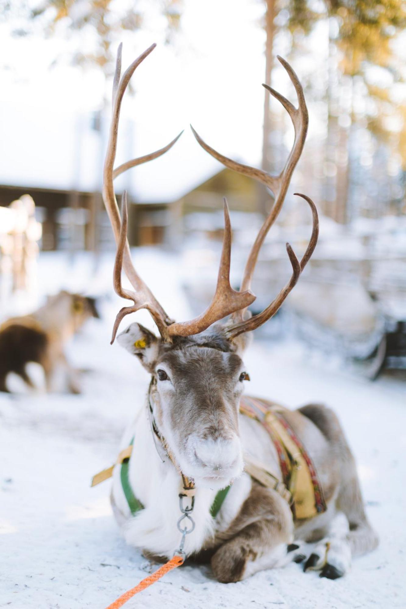 Reindeer Manor